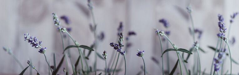 Lavendel