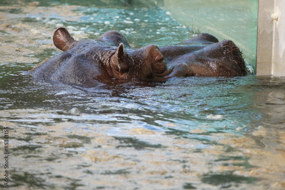 Hippopotamus (Hippopotamus amphibius) Hippopotamus (Hippopotamus amphibius)