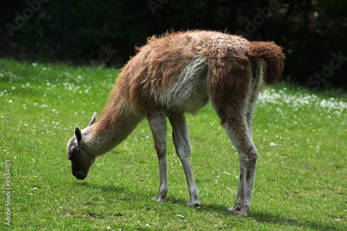 Guanaco (Lama guanicoe), also known as the Guanaco llama. Wildlife animal.