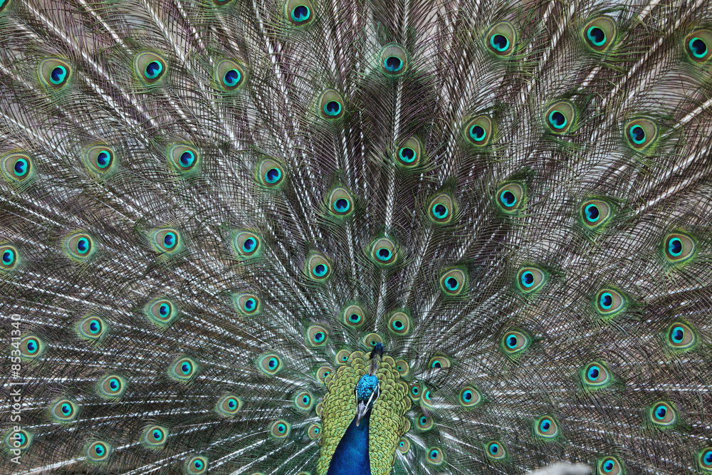 Fototapeta premium Indian peafowl (Pavo cristatus)
