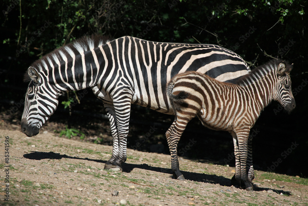 Grant's zebra (Equus quagga boehmi) Grant's zebra (Equus quagga boehmi)