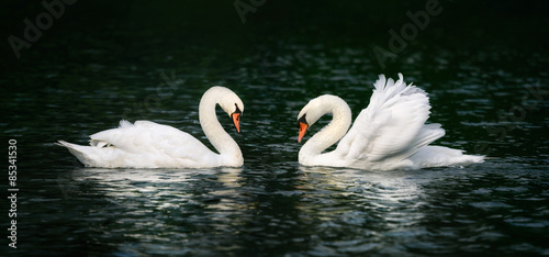 Two swans shining on dark water