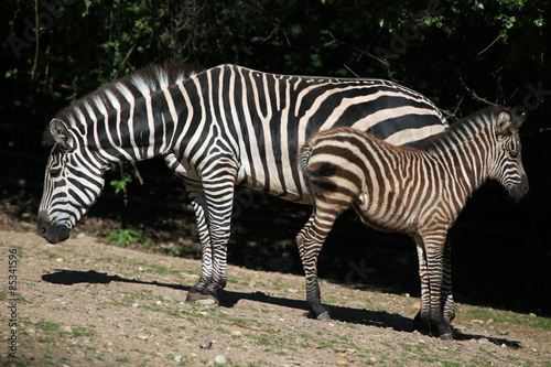 Grant s zebra  Equus quagga boehmi 