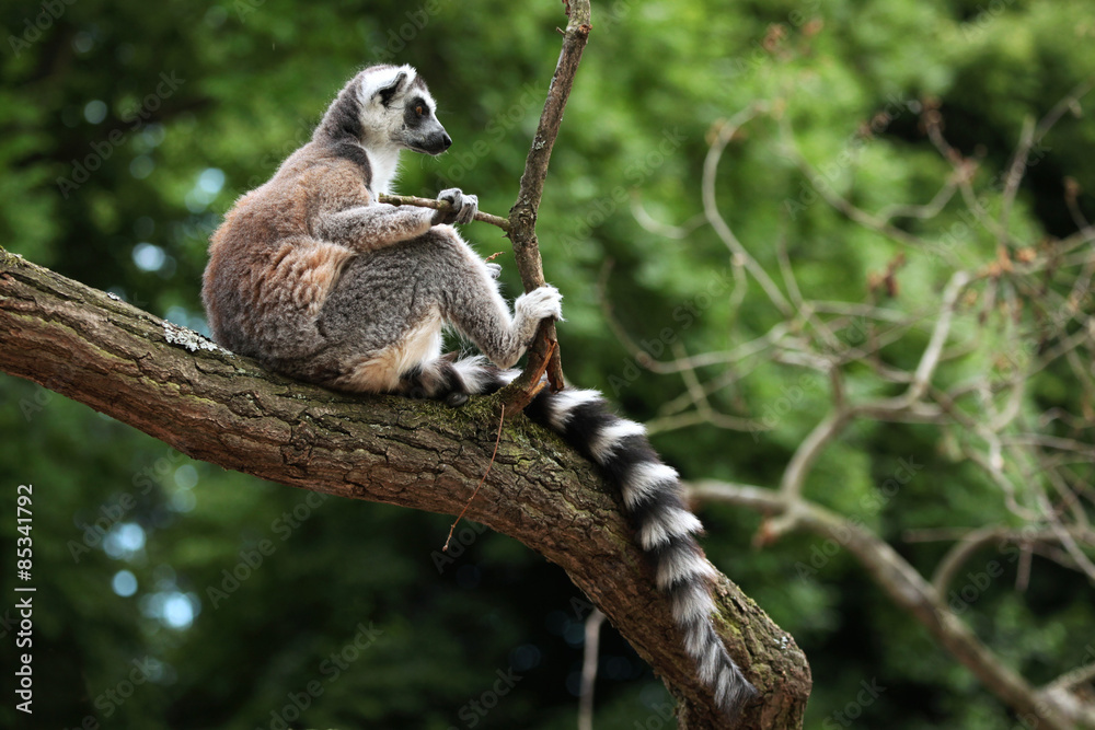 Obraz premium Ring-tailed lemur (Lemur catta)