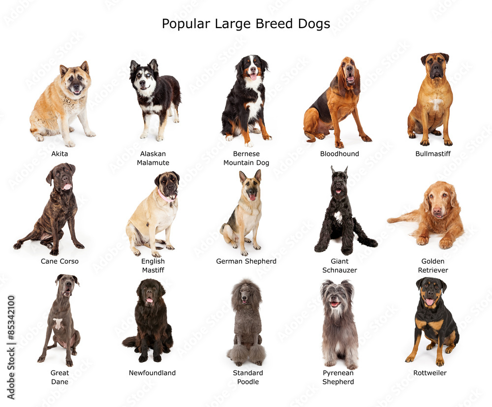 Poster Print Collection of Popular Large Breed Dogs 40x33.1 cm