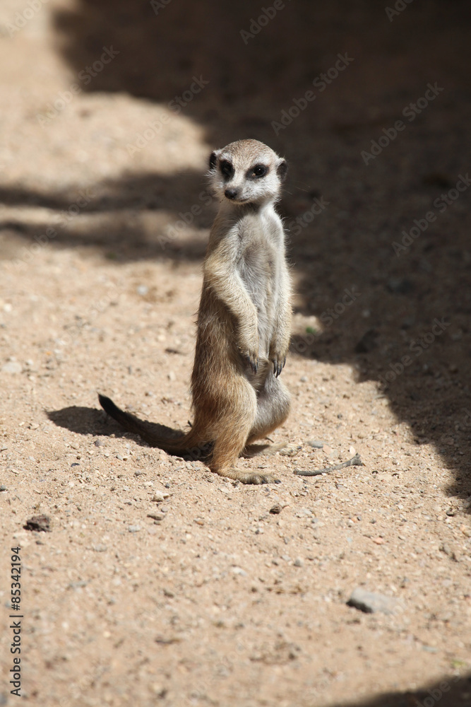 Meerkat (Suricata suricatta) Meerkat (Suricata suricatta)