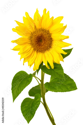 Fototapeta Naklejka Na Ścianę i Meble -  Fresh sunflower on white