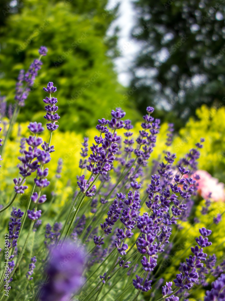 Lavendel Lavendel