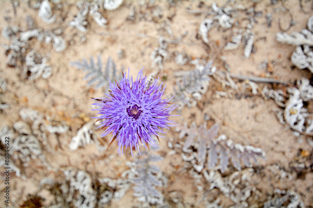 Fototapeta premium Sea Holly plant (Eryngium maritimum) with pink blossom at the dunes of the Algarve, Portugal