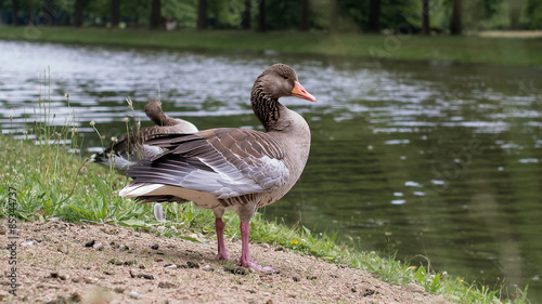 geese
