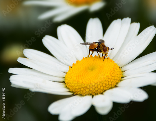Bee on the chamomile flower
