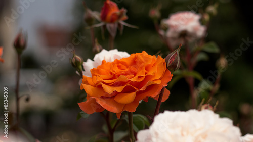 orange rose