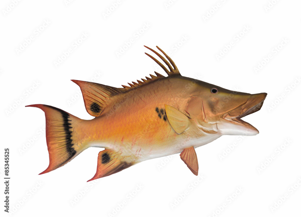 Hogfish mount with isolated white background Stock Photo | Adobe Stock