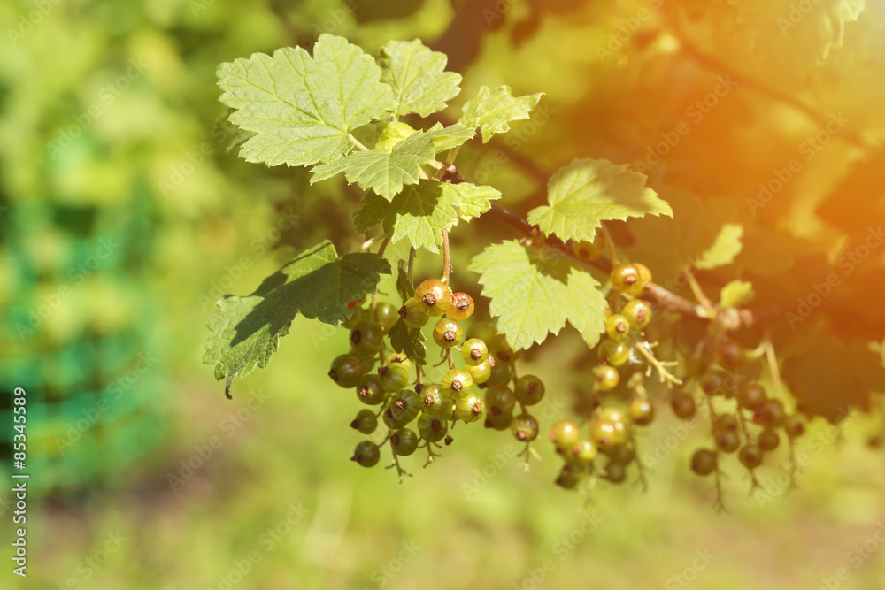 unripe red currant berry bush garden unripe red currant berry bush garden