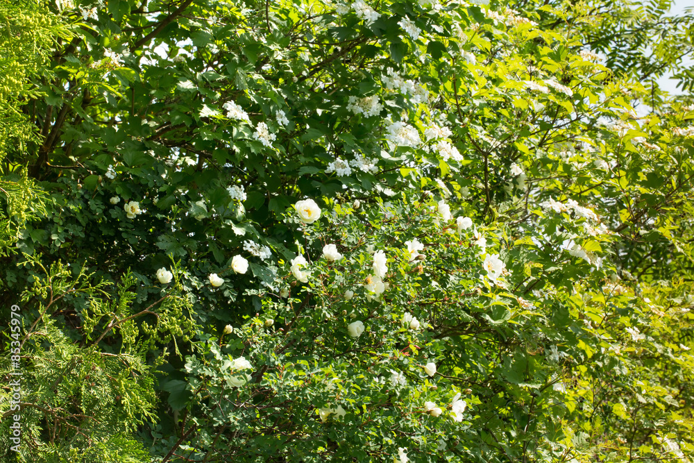Rose rosehips bush in the garden summer spring Rose rosehips bush in the garden summer spring