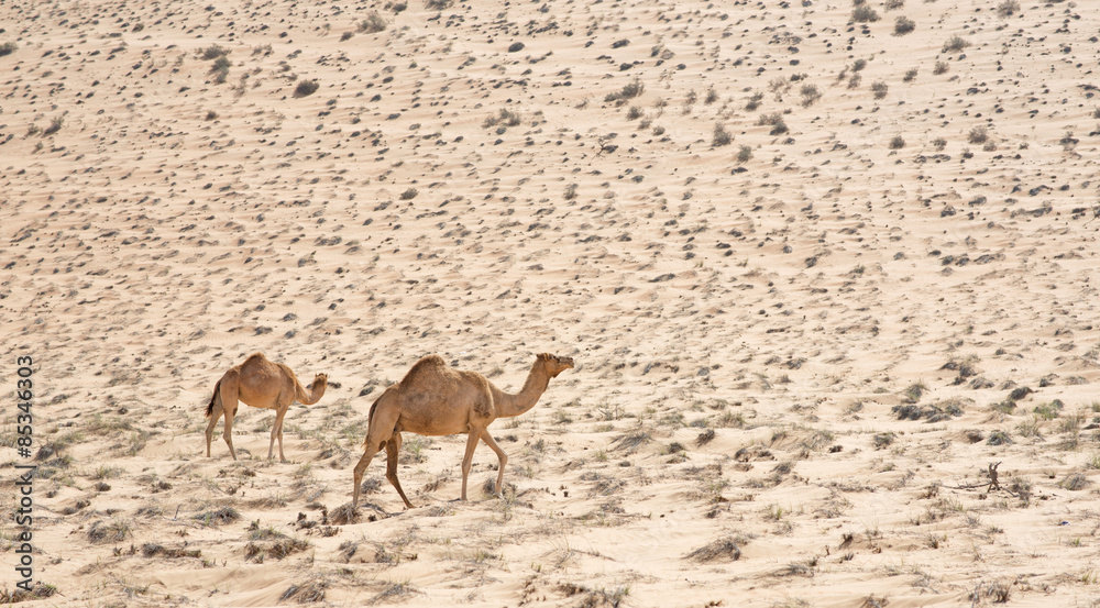 Arabia, Oman, two dromedaries at Wahiba Sands Arabia, Oman, two dromedaries at Wahiba Sands