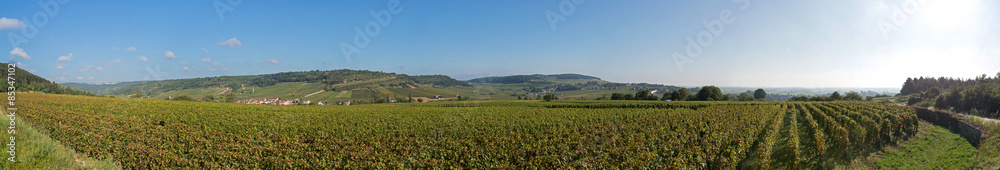 panoramic view of vineyard during the grape harvest in Burgundy