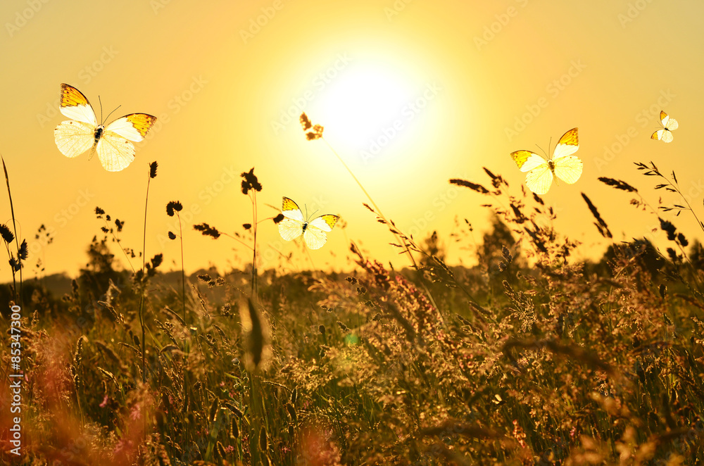 Naklejka premium Butterfly and summer meadow
