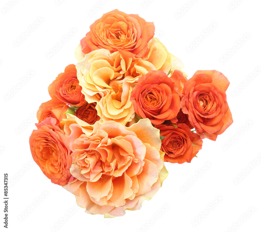 薔薇 薔薇