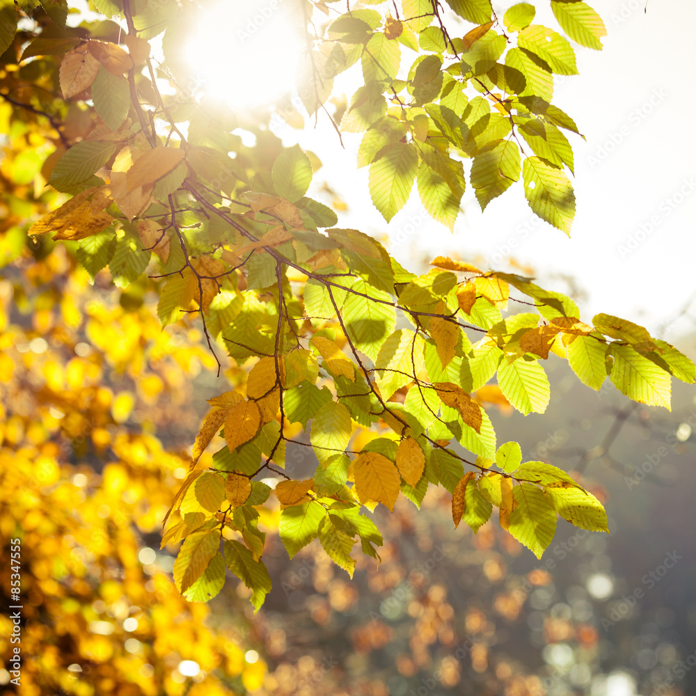 Obraz premium Bright autumn leaves, fall trees
