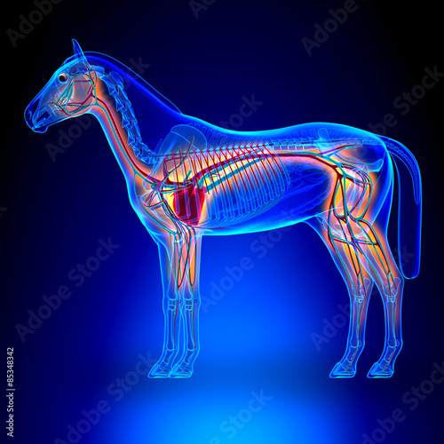 Fototapeta Naklejka Na Ścianę i Meble -  Horse Heart with Circulatory System - Horse Equus Anatomy