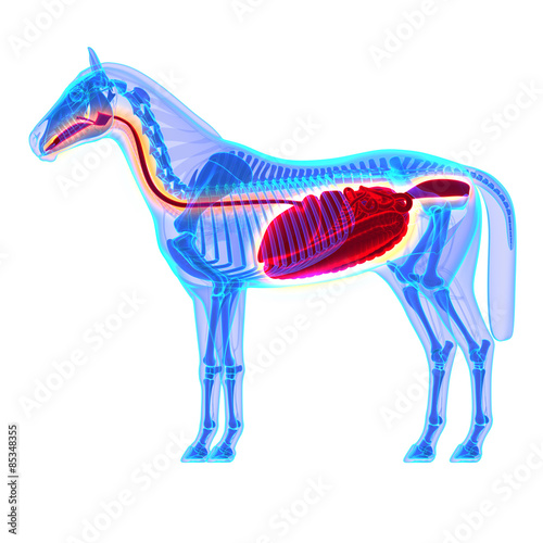 Fototapeta Naklejka Na Ścianę i Meble -  Horse Digestive System - Horse Equus Anatomy - isolated on white