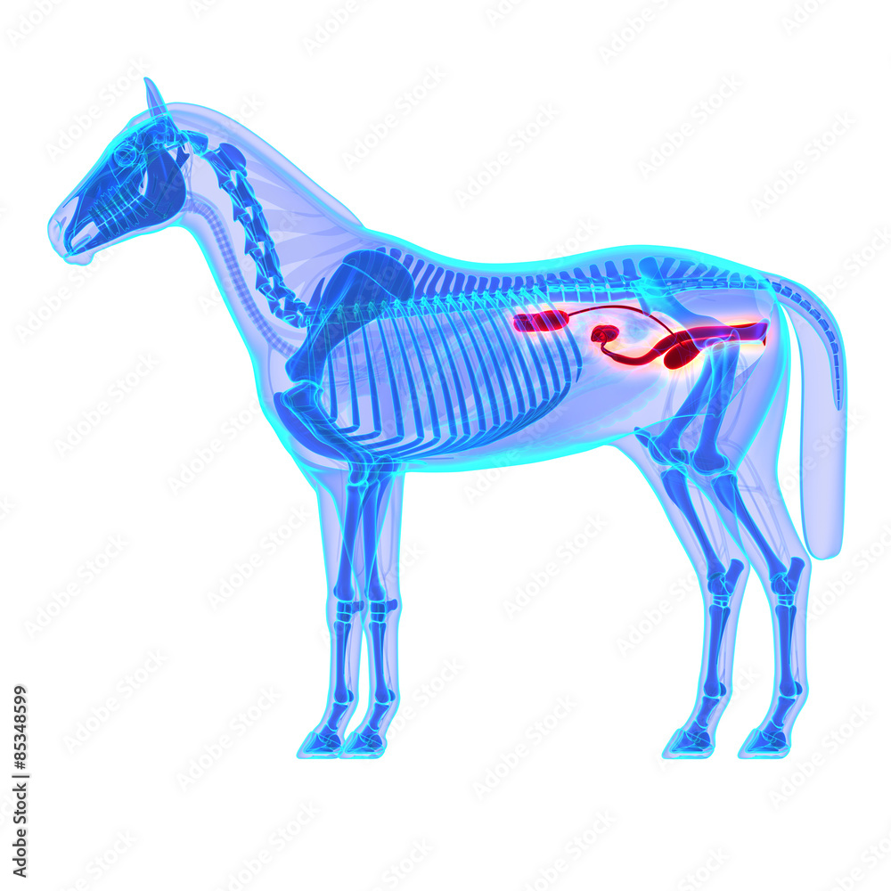 Horse Urinary System - Horse Equus Anatomy - isolated on white