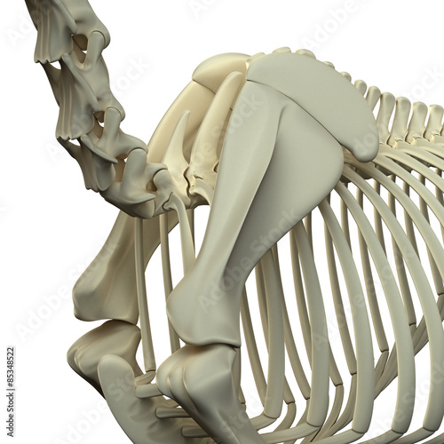 Fototapeta Naklejka Na Ścianę i Meble -  Horse Neck / Scapula - Horse Equus Anatomy - isolated on white