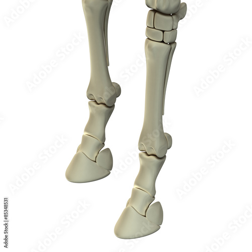 Fototapeta Naklejka Na Ścianę i Meble -  Horse Front Leg Bones - Horse Equus Anatomy - isolated on white
