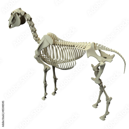 Fototapeta Naklejka Na Ścianę i Meble -  Horse Skeleton Back View - Horse Equus Anatomy