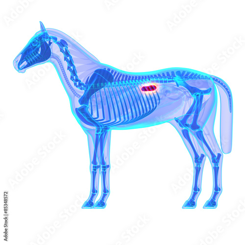 Fototapeta Naklejka Na Ścianę i Meble -  Horse Kidneys - Horse Equus Anatomy - isolated on white