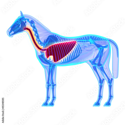 Horse Thorax - Horse Equus Anatomy - isolated on white photo