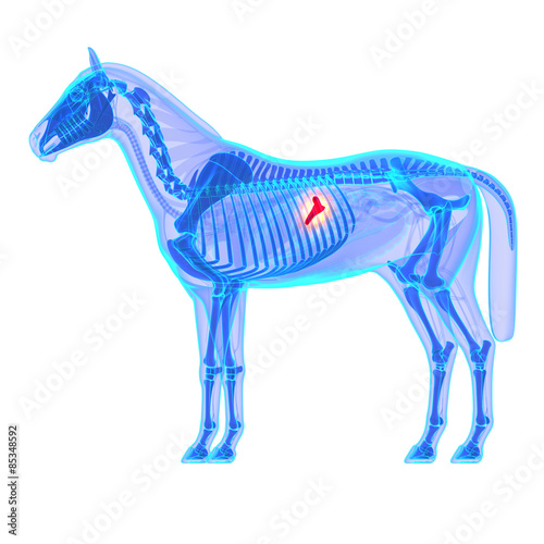 Fototapeta Naklejka Na Ścianę i Meble -  Horse Pancreas - Horse Equus Anatomy - isolated on white
