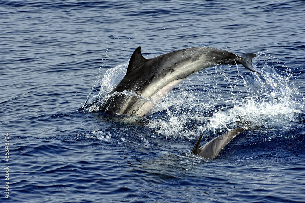 Obraz premium Pilot whale