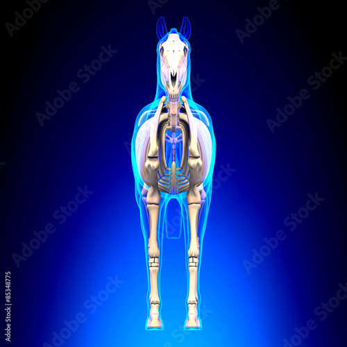 Fototapeta Naklejka Na Ścianę i Meble -  Horse Skeleton Front View - Horse Equus Anatomy