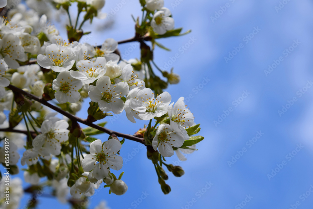 Spring cherry blossom - cherry tree with flowers and leaves on b Spring cherry blossom - cherry tree with flowers and leaves on b