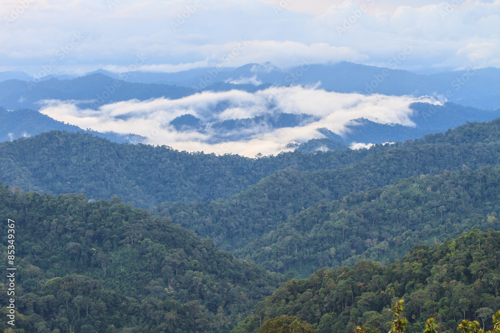 sea of fog with forests as foreground