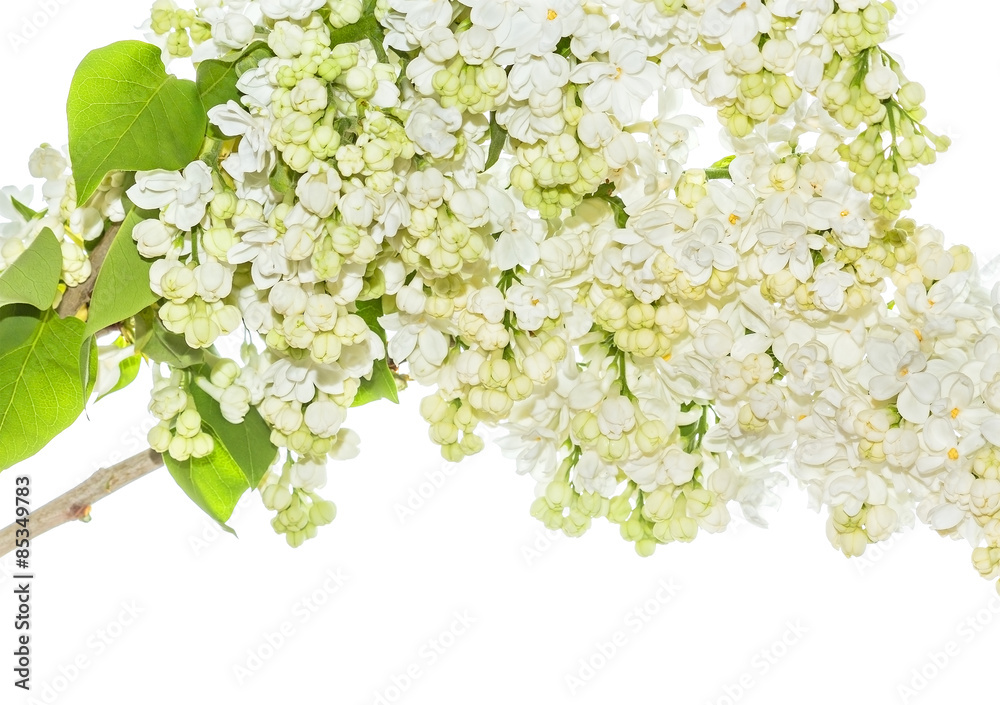 Fototapeta premium Flowering branch of lilac on a white background