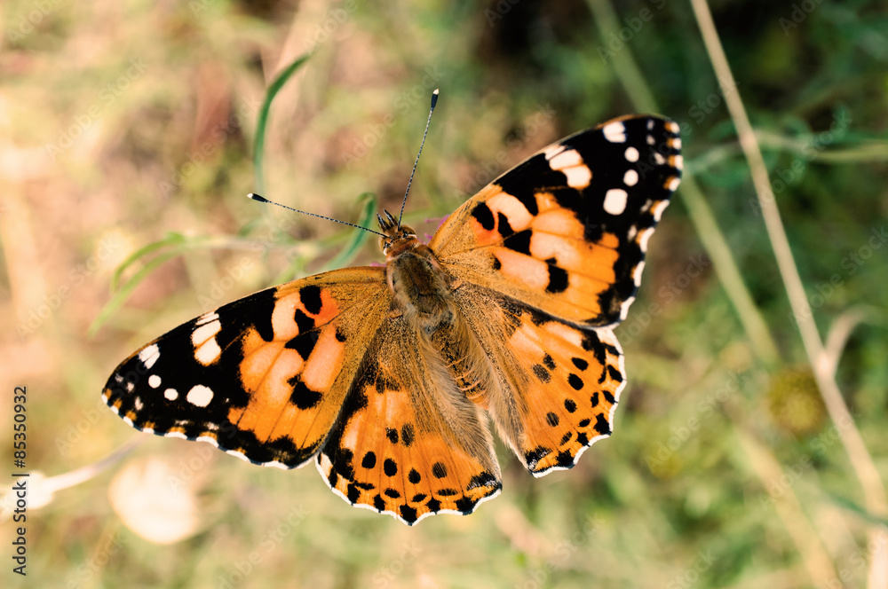 Obraz premium Butterfly