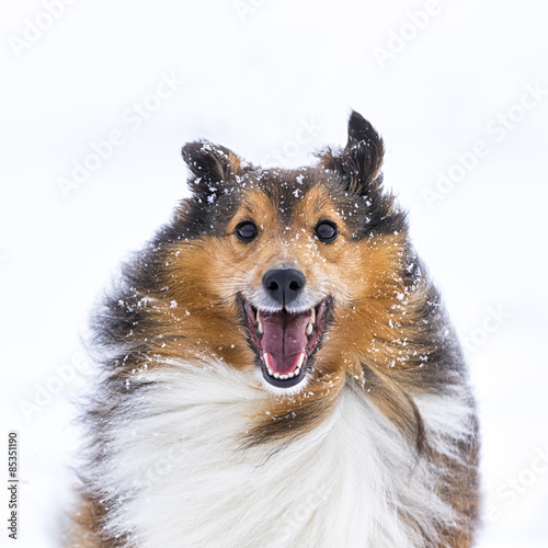 Germany, Shetland Sheepdog, portrait in winter