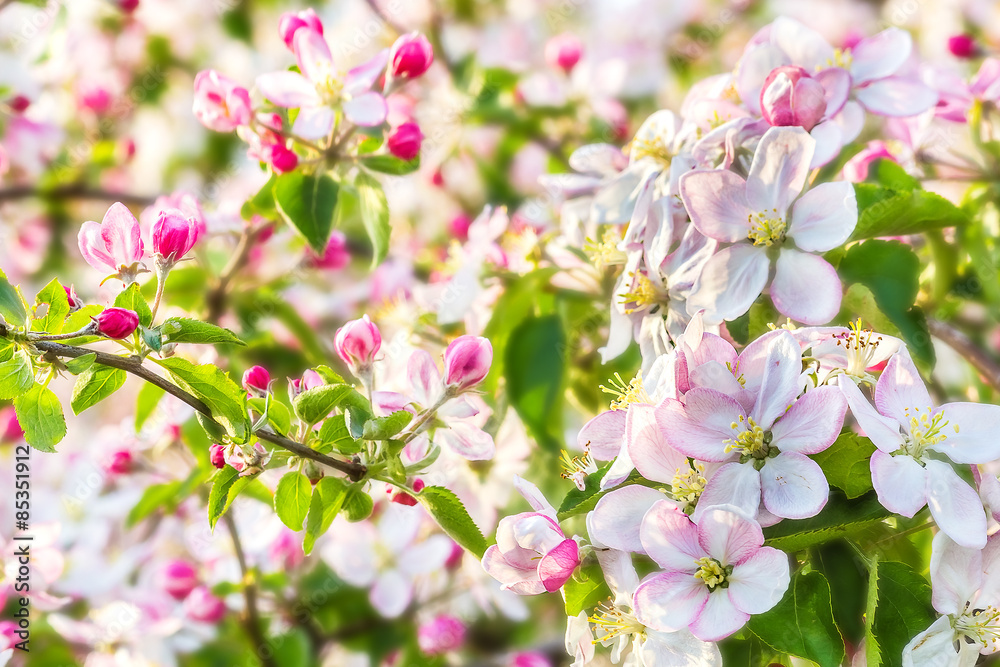 Blooming apple tree branch in the orchard, backlit Blooming apple tree branch in the orchard, backlit