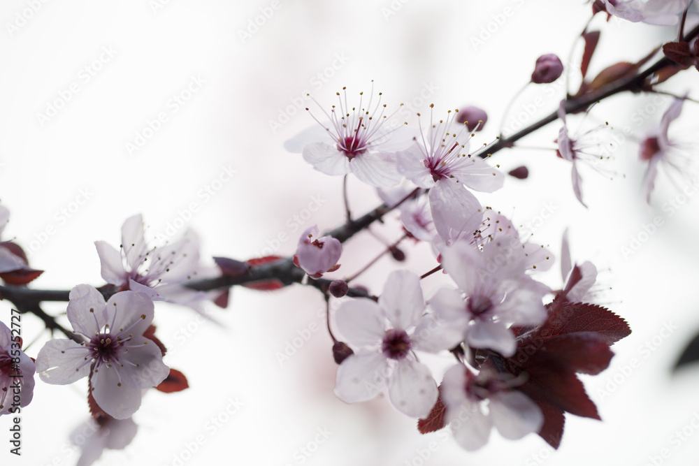 Fototapeta premium closeup on cherry blossom flowers for zen and inspiration from nature