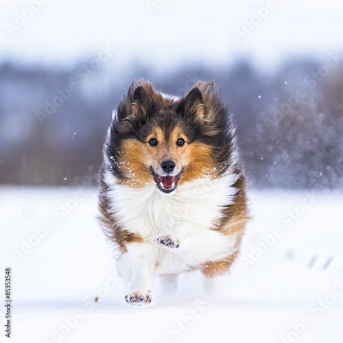 Germany, Shetland Sheepdog running in snow photo