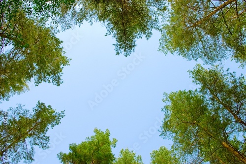 A shot looking up at the sky in forest