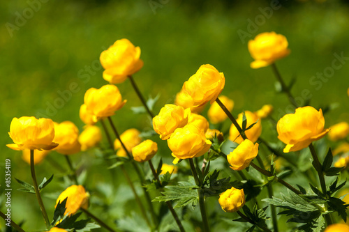 yellow flowers italmas