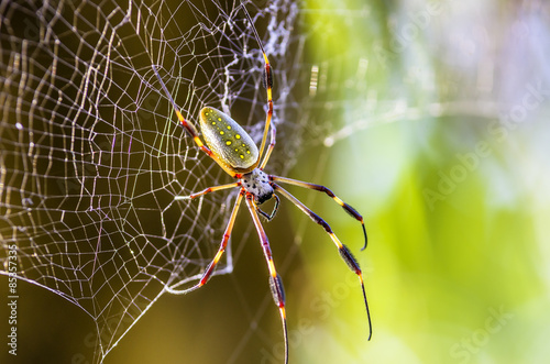 Costa Rica, Golden orb-weaver, Nephila clavipes photo