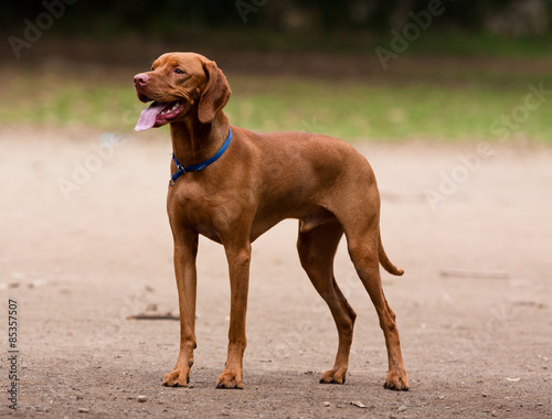 Weimaraner dog