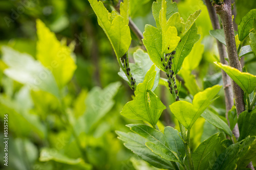 Aphid Infestation photo