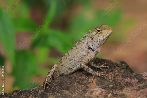 Green crested lizard © forest71