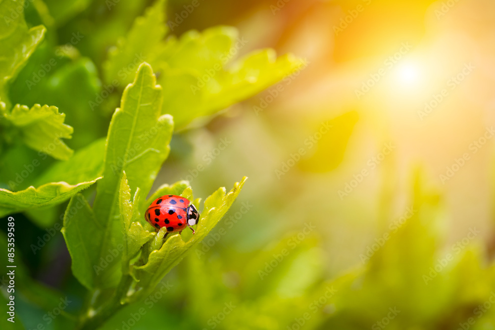 Naklejka premium Ladybird in garden, close up